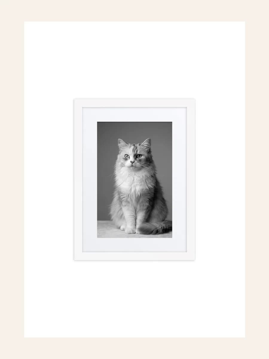 White framed poster with a classic black and white studio portrait of a fluffy cat